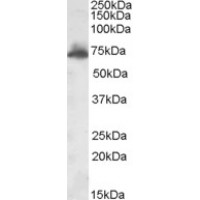 Western Blot (1μg/ml) staining of Rat Brain lysate (35μg protein in RIPA buffer). Primary incubation was 1 hour. Detected by chemiluminescence.