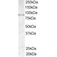 Western Blot (1μg/ml) staining of Human Testis lysate (35μg protein in RIPA buffer). Primary incubation was 1 hour. Detected by chemiluminescence.