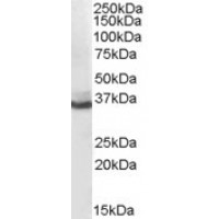 Western Blot (0.1μg/ml) staining of human liver lysate (35μg protein in RIPA buffer). Primary incubation was 1 hour. Detected by chemiluminescence.