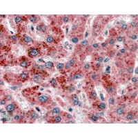 Immunohistochemistry (2.5μg/ml) staining of paraffin embedded Human Liver. Steamed antigen retrieval with citrate buffer pH 6, AP-staining.