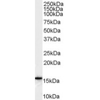 Western Blot (0.1μg/ml) staining of Human U937 cell lysate (35μg protein in RIPA buffer). Primary incubation was 1 hour. Detected by chemiluminescence.