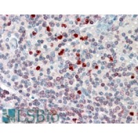 Immunohistochemistry (3.8μg/ml) staining of paraffin embedded Human Spleen. Steamed antigen retrieval with citrate buffer pH 6, AP-staining.