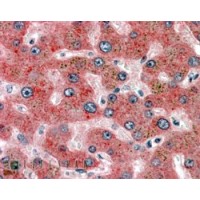 Immunohistochemistry (3.8μg/ml) staining of paraffin embedded Human Liver. Steamed antigen retrieval with citrate buffer pH 6, AP-staining.