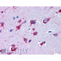 Immunohistochemistry (3.8μg/ml) staining of paraffin embedded Human Cortex. Steamed antigen retrieval with citrate buffer pH 6, AP-staining.