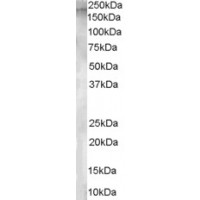Western Blot staining (1μg/ml) of human testis lysate (RIPA buffer, 30μg total protein per lane). Primary incubated for 1 hour. Detected by western blot using chemiluminescence.