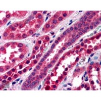 Immunohistochemistry (3.8μg/ml) staining of paraffin embedded Human Kidney. Steamed antigen retrieval with citrate buffer pH 6, AP-staining.