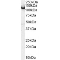 Western Blot (0.5μg/ml) staining of mouse brain lysate (35μg protein in RIPA buffer). Primary incubation was 1 hour. Detected by chemiluminescence.