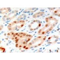 Immunohistochemistry (10μg/ml) staining of paraffin embedded Human Kidney. Microwaved antigen retrieval with Tris/EDTA buffer pH9, HRP-staining.