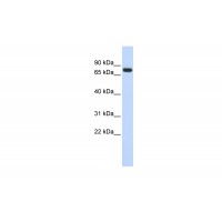 Antibody used in WB on Human Heart at 0.2-1 ug/ml.