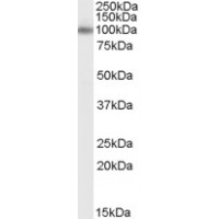 Western Blot (0.1μg/ml) staining of Human Brain (CerWestern Blot ) lysate (35μg protein in RIPA buffer). Primary incubation was 1 hour. Detected by chemiluminescence.