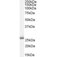 Western Blot (0.05μg/ml) staining of Human Brain (CerWestern Blot ortex) lysate (35μg protein in RIPA buffer). Primary incubation was 1 hour. Detected by chemiluminescence.