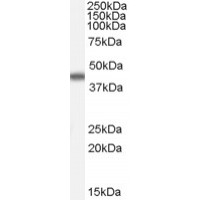 Western Blot (0.01μg/ml) staining of Human Duodenum lysate (35μg protein in RIPA buffer). Primary incubation was 1 hour. Detected by chemiluminescence.