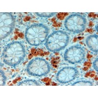 Immunohistochemistry (2μg/ml) staining of paraffin embedded Human Intestine. Steamed antigen retrieval with citrate buffer pH 6, HRP-staining.