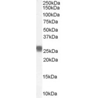Western Blot (0.1ug/ml) staining of Human Tonsil lysate (35μg protein in RIPA buffer). Primary incubated was 1 hour. Detected by chemiluminescence.