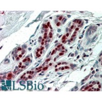 Immunohistochemistry (3.8μg/ml) staining of paraffin embedded Human Breast. Steamed antigen retrieval with citrate buffer pH 6, AP-staining.