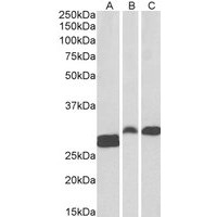 Western Blot (0.01μg/ml) staining of Human Tonsil (A) and Rat (B) and Pig (C) Spleen lysate (35μg protein in RIPA buffer). Primary incubation was 1 hour. Detected by chemiluminescence.