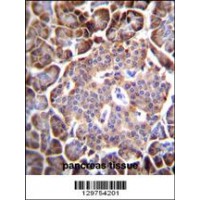 AQP12B Antibody immunohistochemistry analysis in formalin fixed and paraffin embedded human pancreas tissue followed by peroxidase conjugation of the secondary antibody and DAB staining.