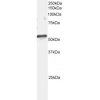Western Blot staining (2μg/ml) of mouse brain extracts (RIPA buffer, 35μg total protein per lane). Primary incubated for 1 hour. Detected by western blot using chemiluminescence.