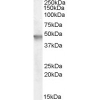 Western Blot (0.5μg/ml) staining of Human Brain (CerWestern Blot ) lysate (35μg protein in RIPA buffer). Primary incubation was 1 hour. Detected by chemiluminescence.