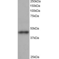 Western Blot staining (1μg/ml) of human heart lysate (RIPA buffer, 35μg total protein per lane). Primary incubated for 1 hour. Detected by western blot using chemiluminescence.