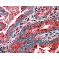Immunohistochemistry (3.8μg/ml) staining of paraffin embedded Human Uterus. Steamed antigen retrieval with citrate buffer pH 6, AP-staining.