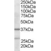 Western Blot staining (2μg/ml) of Human Liver lysate (RIPA buffer, 35μg total protein per lane). Primary incubated for 1 hour. Detected by western blot using chemiluminescence.