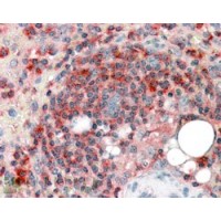 Immunohistochemistry (3.8μg/ml) staining of paraffin embedded Human Spleen. Steamed antigen retrieval with citrate buffer pH 6, AP-staining.