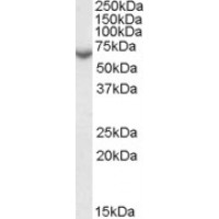 Western Blot (0.01μg/ml) staining of Human Placenta lysate (35μg protein in RIPA buffer). Primary incubation was 1 hour. Detected by chemiluminescence.
