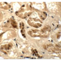 Immunohistochemistry of ATAD3B in human kidney tissue with ATAD3B antibody at 5 μg/mL.