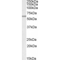 Western Blot (0.5μg/ml) staining of Human Adipose lysate (35μg protein in RIPA buffer). Primary incubation was 1 hour. Detected by chemiluminescence.
