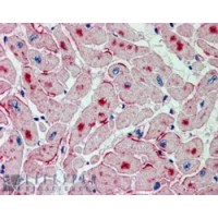 Immunohistochemistry (2.5μg/ml) staining of paraffin embedded Human Heart. Steamed antigen retrieval with citrate buffer pH 6, AP-staining.
