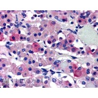Immunohistochemistry (5μg/ml) staining of paraffin embedded Human Anterior Pituitary Gland. Steamed antigen retrieval with citrate buffer pH 6, AP-staining.