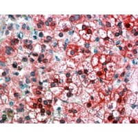 Immunohistochemistry (3.8μg/ml) staining of paraffin embedded Human Adrenal Cortex. Steamed antigen retrieval with citrate buffer pH 6, AP-staining.
