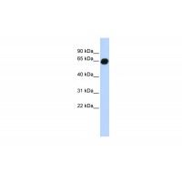 Antibody used in WB on Human Brain at 0.2-1 ug/ml.