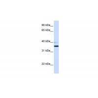 Antibody used in WB on Human Heart at 0.2-1 ug/ml.