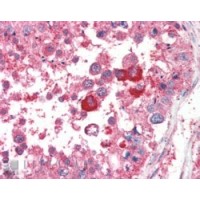 Immunohistochemistry (5μg/ml) staining of paraffin embedded Human Testis. Steamed antigen retrieval with citrate buffer pH 6, AP-staining.
