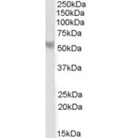 Western Blot (2μg/ml) staining of Human Cerebellum lysate (35μg protein in RIPA buffer). Primary incubation was 1 hour. Detected by chemiluminescence.