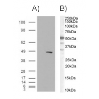 A) HEK293 overexpressing BAF57 and probed with antibody (mock transfection in first lane). B) see Western Blot.