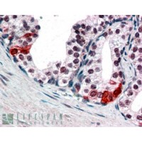 In paraffin embedded Human Prostate shows nuclear staining in secretory epithelial cells. Recommended concentration, 3-5μg/ml.