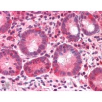 Immunohistochemistry (5μg/ml) staining of paraffin embedded Human Small Intestine. Steamed antigen retrieval with citrate buffer pH 6, AP-staining.