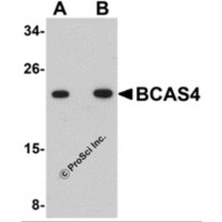 Western blot analysis of BCAS4 in 3T3 cell lysate with BCAS4 antibody at (A) 1 and (B) 2 μg/mL.