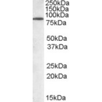 Western blot staining (0.05 μg/ml) of Mouse Brain lysate (RIPA buffer, 30 μg total protein per lane). Primary incubated for 1 hour. Detected by western blot using chemiluminescence.