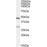 Western Blot (0.5μg/ml) staining of Human Kidney lysate (35μg protein in RIPA buffer). Primary incubation was 1 hour. Detected by chemiluminescence.