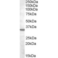 Western Blot (2μg/ml) staining of K562 lysate (35μg protein in RIPA buffer). Primary incubation was 1 hour. Detected by chemiluminescence.