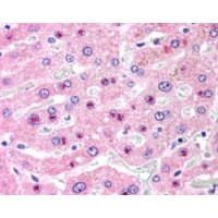 Immunohistochemistry (2.5μg/ml) staining of paraffin embedded Human Liver. Steamed antigen retrieval with citrate buffer pH 6, AP-staining.