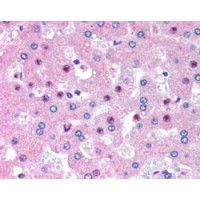 Immunohistochemistry (2.5μg/ml) staining of paraffin embedded Human Liver. Steamed antigen retrieval with citrate buffer pH 6, AP-staining.