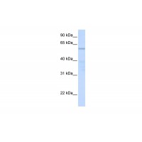 Antibody used in WB on Human Heart at 0.2-1 ug/ml.