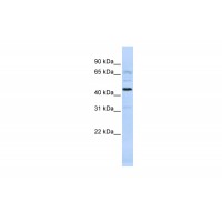 Antibody used in WB on Human 721_B cells at 0.2-1 ug/ml.
