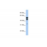 Antibody used in WB on Human Brain at 0.2-1 ug/ml.