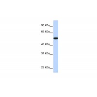 Antibody used in WB on Human Liver at 0.2-1 ug/ml.